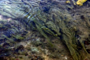 Nehirdeki su bitkileri