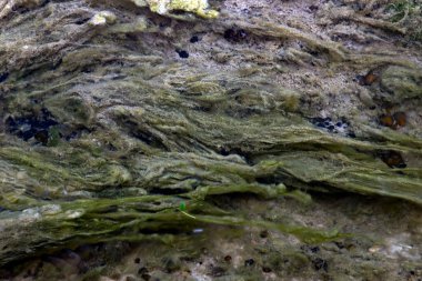 Nehirdeki su bitkileri