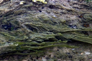 Nehirdeki su bitkileri