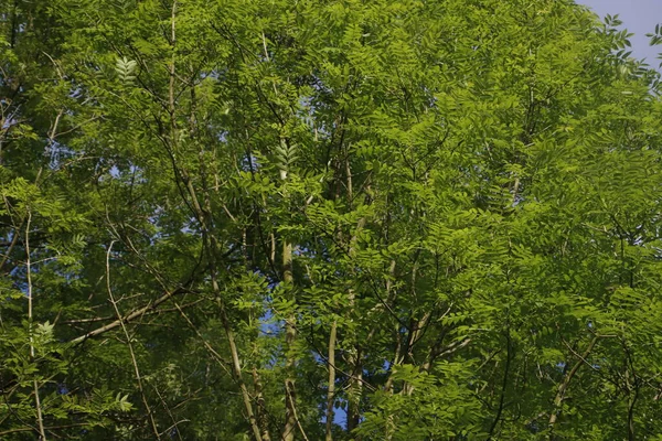 Wald Einem Frühlingstag — Stockfoto