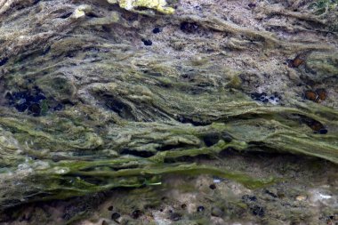 Nehirdeki su bitkileri