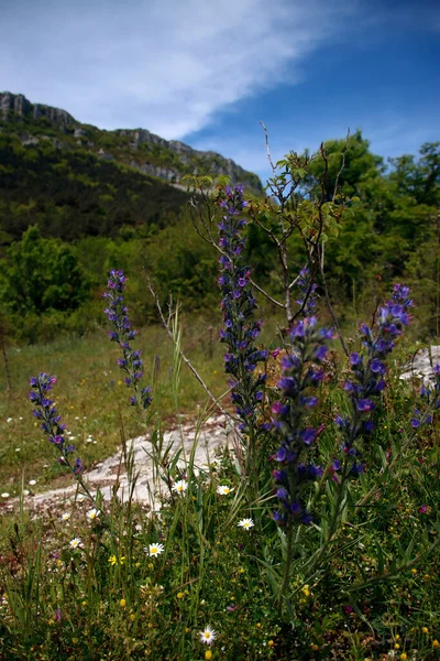 Bir Bahar Gününde Orman — Stok fotoğraf