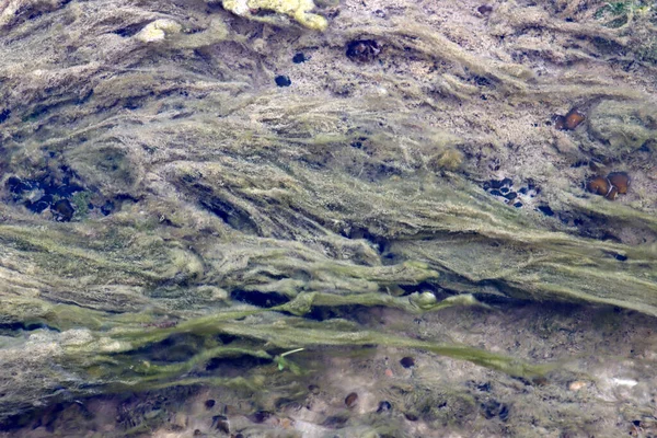 Водні Рослини Річці — стокове фото