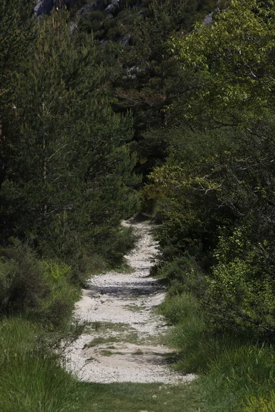 Vegetazione Parco Urbano — Foto Stock