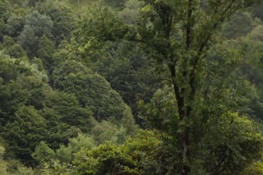 Bir şehir parkında bitki örtüsü