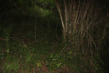 Bir şehir parkında bitki örtüsü