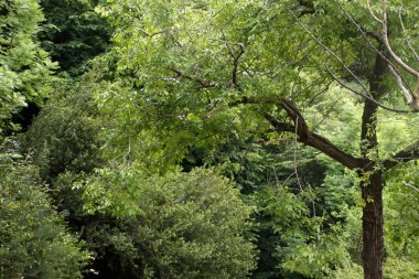 Ormanda bahar bitkisi