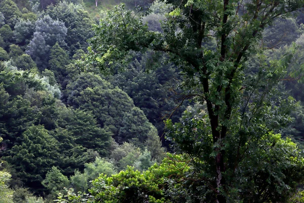 Ανοιξιάτικη Βλάστηση Δάσος — Φωτογραφία Αρχείου