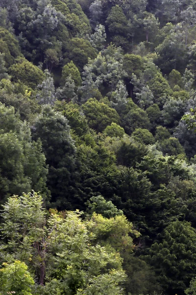 Frühlingsvegetation Wald — Stockfoto