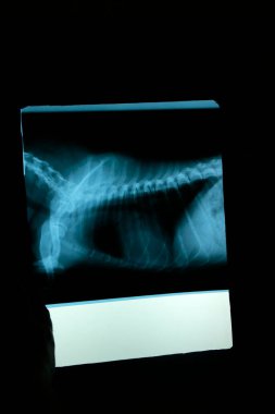 Bir evcil hayvanın radyografisi