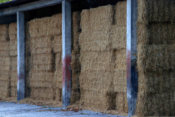 Hay stacks piled in a shelter