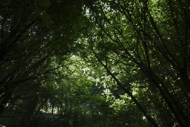 Bir şehir parkında bitki örtüsü
