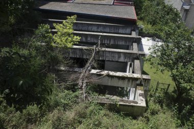 Bir şehir parkında bitki örtüsü