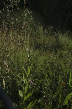 Bir şehir parkında bitki örtüsü