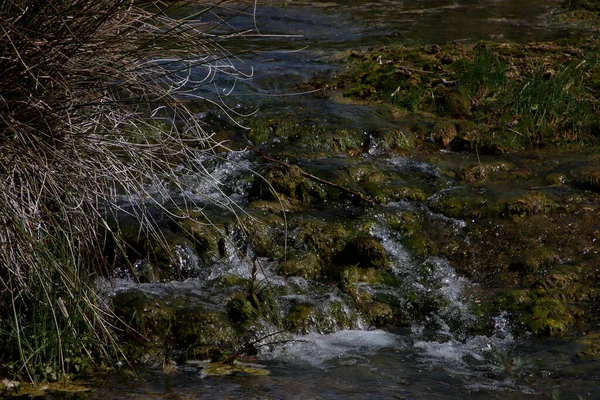 Vodní Rostliny Řece — Stock fotografie