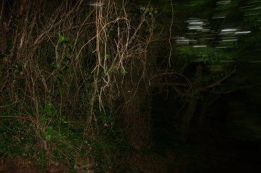 Bir şehir parkında bitki örtüsü