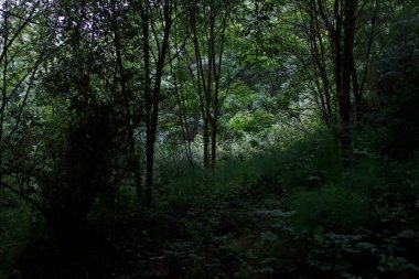 Bir şehir parkında bitki örtüsü