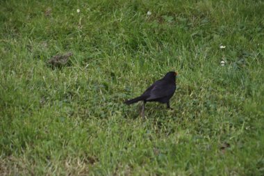 Çimlerde siyah kuş