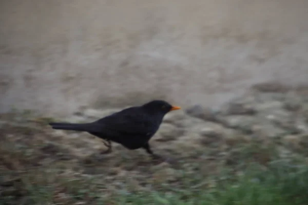 Schwarzer Vogel Auf Dem Gras — Stockfoto