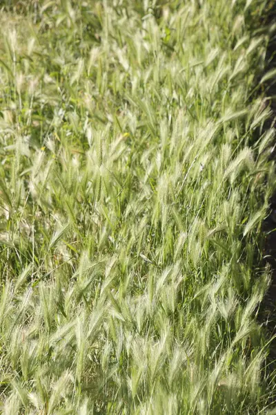 都会の公園での植生 — ストック写真