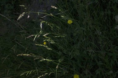 Bir şehir parkında bitki örtüsü