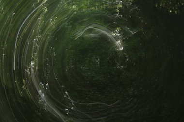 Bir şehir parkında bitki örtüsü