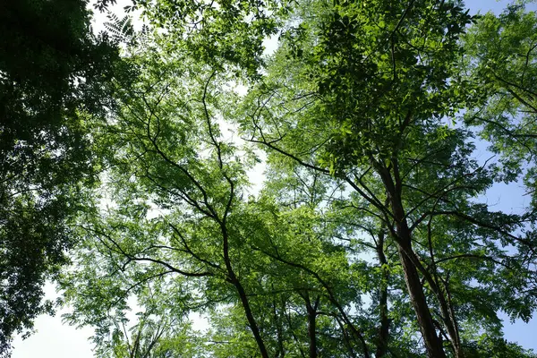 Vegetation Stadtpark — Stockfoto