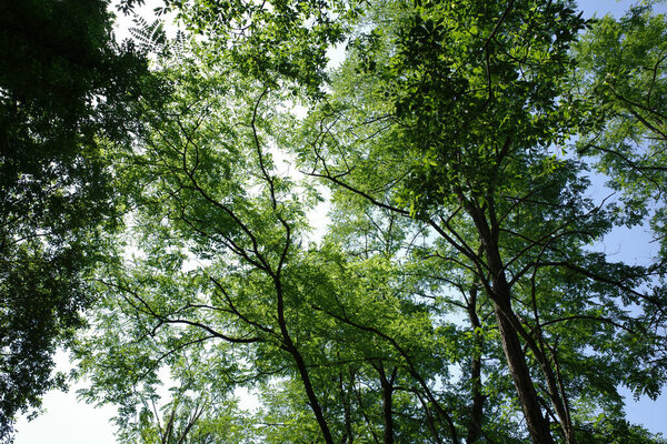 Vegetation in an urban park