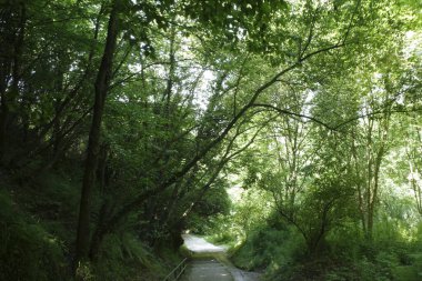 Şehirde bitki örtüsü