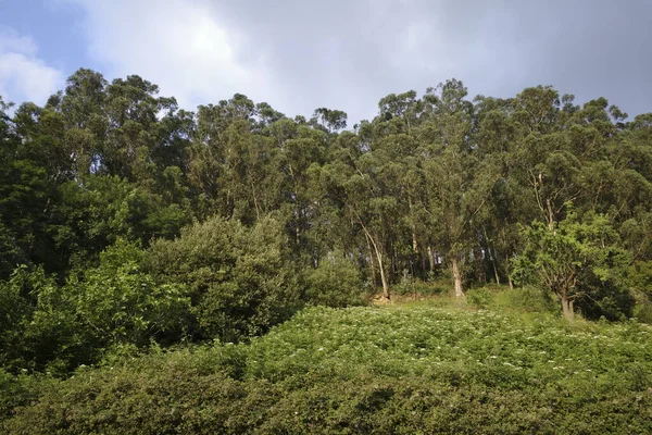 Vegetație Într Parc Urban — Fotografie, imagine de stoc