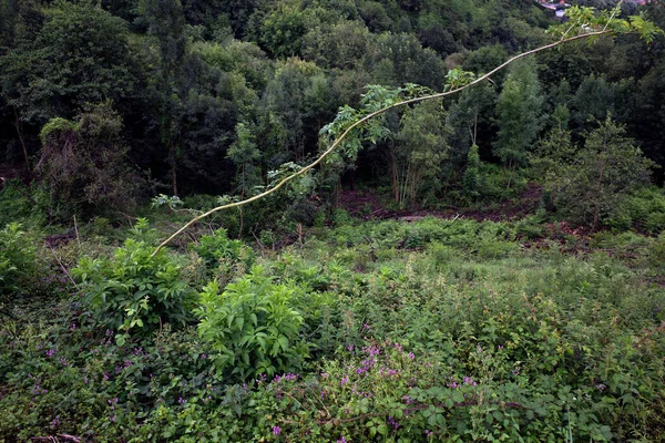 Vegetation Stadspark — Stockfoto