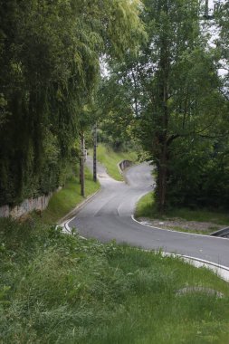 Bir şehir parkında bitki örtüsü