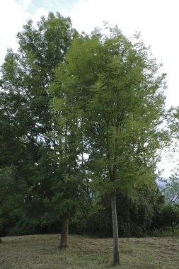 Bir şehir parkında bitki örtüsü