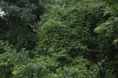 Bir şehir parkında bitki örtüsü