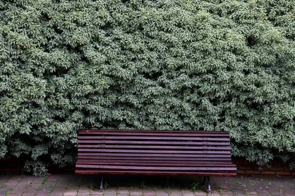 Vegetation Urban Park — Stock Photo, Image