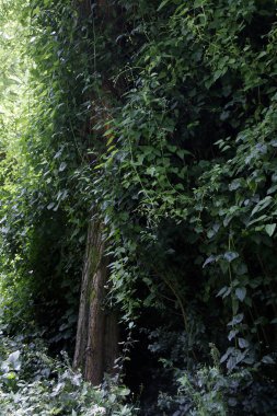 Bir şehir parkında bitki örtüsü