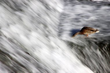 Nehirdeki vahşi ördek