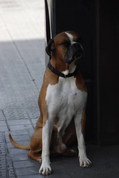 通りにいる犬は — ストック写真