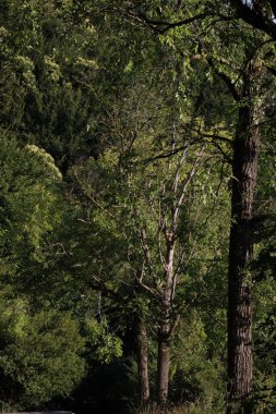 Kırsal kesimde bitki örtüsü