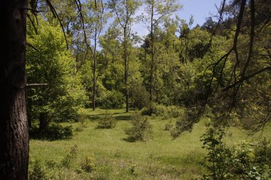 Kırsal kesimde bitki örtüsü