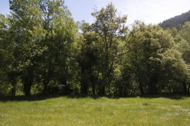 Kırsal kesimde bitki örtüsü