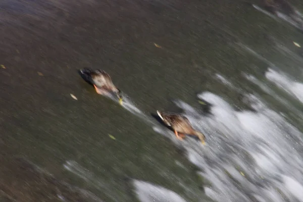 Patos Río — Foto de Stock