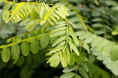 Kırsal kesimde bitki örtüsü