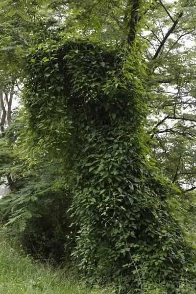 农村的植被 — 图库照片