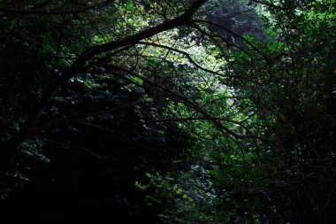 Bir şehir parkında bitki örtüsü