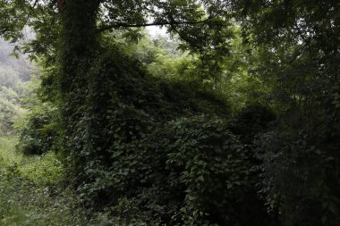 Bir şehir parkında bitki örtüsü