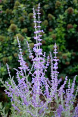 Şehir parkında bahar çiçekleri