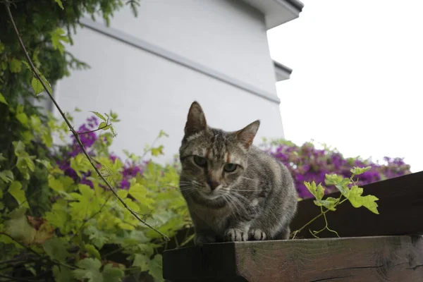 Katze Auf Dem Dach — Stockfoto