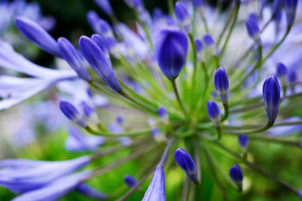 Jarní Květiny Městském Parku — Stock fotografie