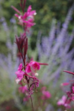 Parktaki çiçekleri kapat.
